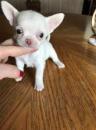 Puppies for sale Ireland, Dublin Chihuahua