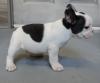 Puppies for sale Ireland, Dublin French Bulldog