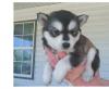 Puppies for sale Finland, Helsinki , Pomsky
