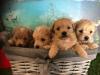 Puppies for sale Netherlands, Hurley , maltipoo