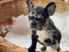 Puppies for sale Netherlands, Maastricht French Bulldog