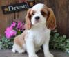 Puppies for sale Ireland, Dublin King Charles Spaniel