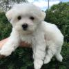 Puppies for sale Malta, Valletta Maltese