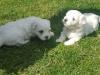 Puppies for sale Finland, Rovaniemi Maltese