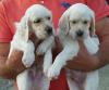Puppies for sale Germany, Augsburg English Setter