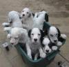 Puppies for sale Netherlands, Eindhoven English Setter