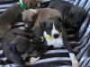 Puppies for sale Greece, Patra Italian Greyhound
