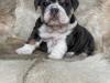 Puppies for sale France, Paris English Bulldog