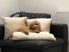 Puppies for sale Czech Republic, Brno , Cavapoo