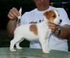Puppies for sale Cyprus, Paphos Jack Russell Terrier