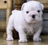 Puppies for sale Canada, Alberta, Calgary English Bulldog