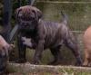 Puppies for sale Cyprus, Nicosia Bullmastiff