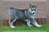 Puppies for sale France, Lille , husky