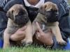 Puppies for sale Czech Republic, Bratislava Bullmastiff