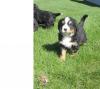 Puppies for sale Finland, Oulu Bernese Mountain Dog