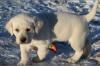 Puppies for sale Portugal, Gondomar Labrador