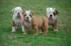 Puppies for sale Cyprus, Ayia Napa English Bulldog