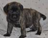 Puppies for sale Netherlands, Amsterdam Bullmastiff