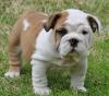 Puppies for sale Germany, Berlin English Bulldog