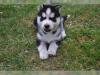 Puppies for sale Finland, Kuopio , husky