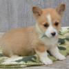 Puppies for sale Romania, Bucharest Other breed
