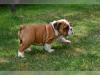 Puppies for sale Lithuania, Birzai English Bulldog