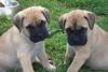 Puppies for sale Germany, Berlin Bullmastiff