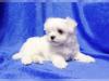 Puppies for sale Netherlands, Bergen aan Zee Maltese