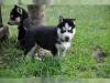 Puppies for sale Poland, Sosnowiec , husky