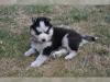 Puppies for sale Italy, Bergamo , husky