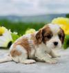 Puppies for sale Finland, Helsinki Bullmastiff