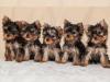 Puppies for sale Malta, Valletta Yorkshire Terrier