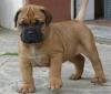 Puppies for sale Cyprus, Limassol Bullmastiff