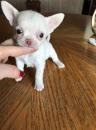 Puppies for sale Ireland, Cork Chihuahua