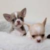 Puppies for sale Malta, Valletta Chihuahua