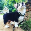 Puppies for sale Ireland, Cork Other breed, Pembroke Welsh Corgi