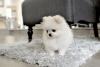Puppies for sale Sweden, Lidkoping Pomeranian Spitz