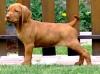 Puppies for sale Germany, Kayzerslauten Other breed, vizsla