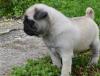 Puppies for sale Spain, Barcelona Pug