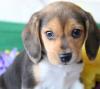 Puppies for sale Cyprus, Larnaca Beagle
