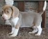 Puppies for sale Sweden, Esbjerg Beagle