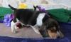 Puppies for sale Poland, Piast Beagle