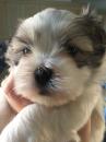Puppies for sale Netherlands, Amsterdam Other breed