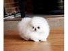 Puppies for sale Poland, Jani Pomeranian Spitz
