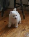 Puppies for sale Ireland, Cork Japanese spitz