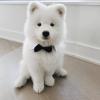 Puppies for sale Ireland, Cork Samoyed dog (Samoyed)
