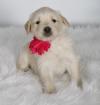 Puppies for sale Spain, Badajoz Golden Retriever