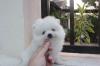 Puppies for sale Netherlands, Amsterdam Pomeranian Spitz