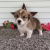 Puppies for sale Netherlands, Amsterdam Other breed