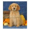 Puppies for sale Germany, Kayzerslauten Golden Retriever